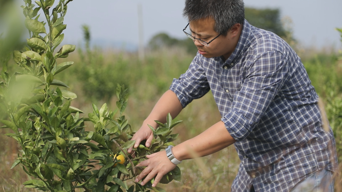 共筑幸福梦 栽得脱贫常青树